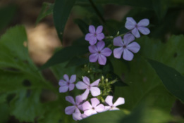 Phlox paniculata bestellen